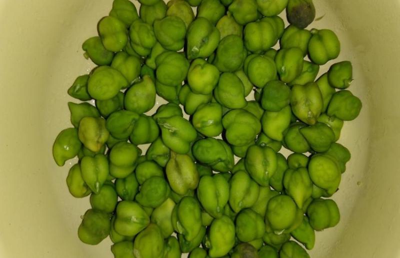 हरे चने शरीर के लिए होते हैं बहुत ही स्वास्थवर्धक, फायदे जानकर आप भी शुरू कर देंगे इन्हे खाना