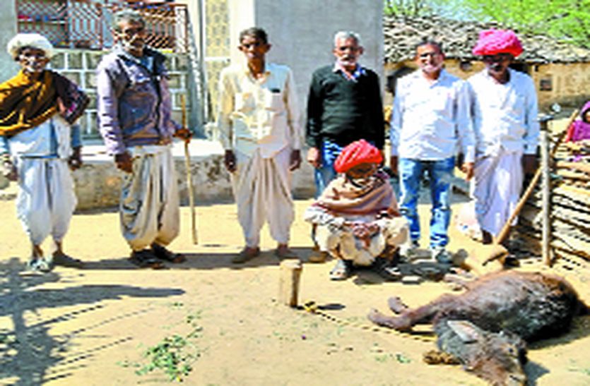 पैन्थर का खौफ, ग्रामीण रात को दे रहे पहरा