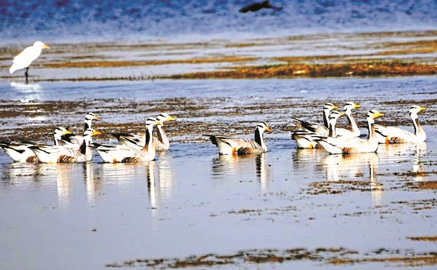 Somalia migratory birds came to Kopra reservoir in bilaspur