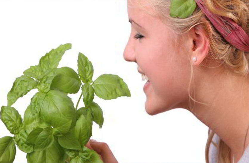 eating-tulsi-for-uric-acid-control