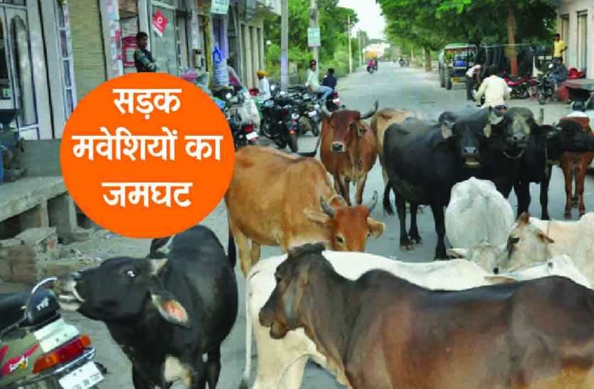 Cattle on the streets