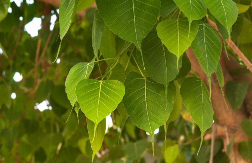 peepal tree