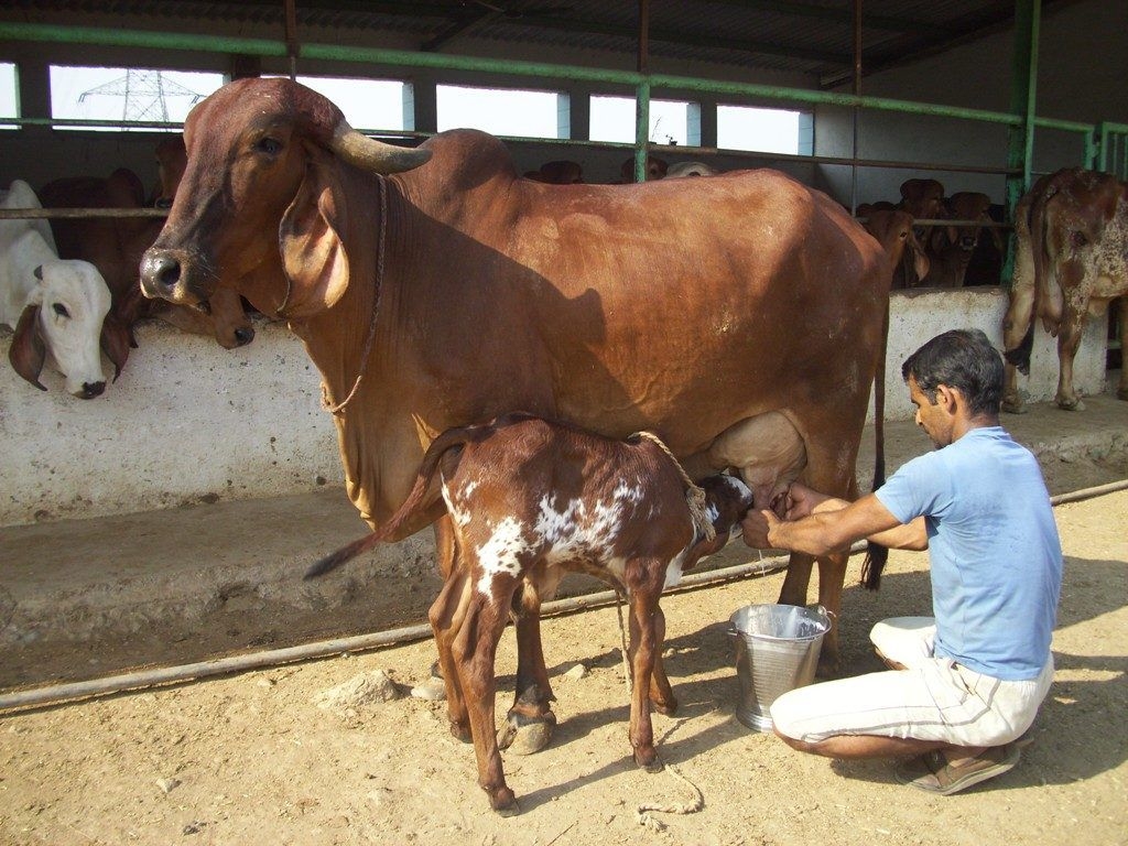 Rich milk in the jabalpur city, processing will be done