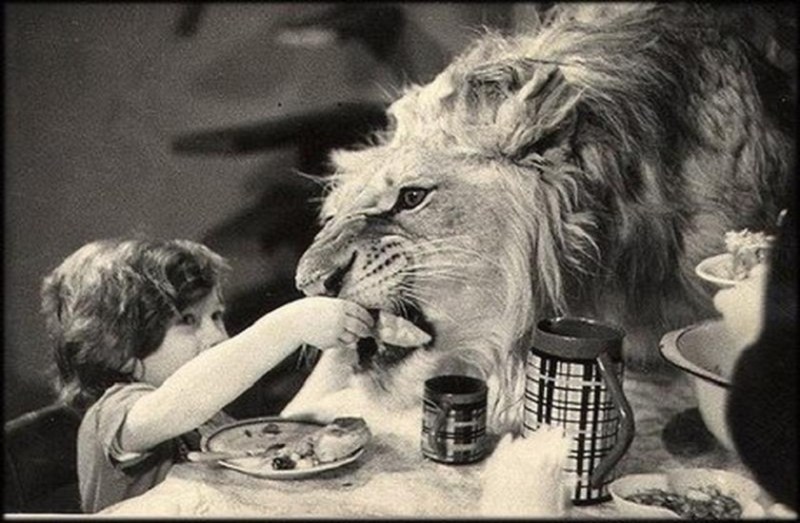 what happened to the family who owned a huge pet lion