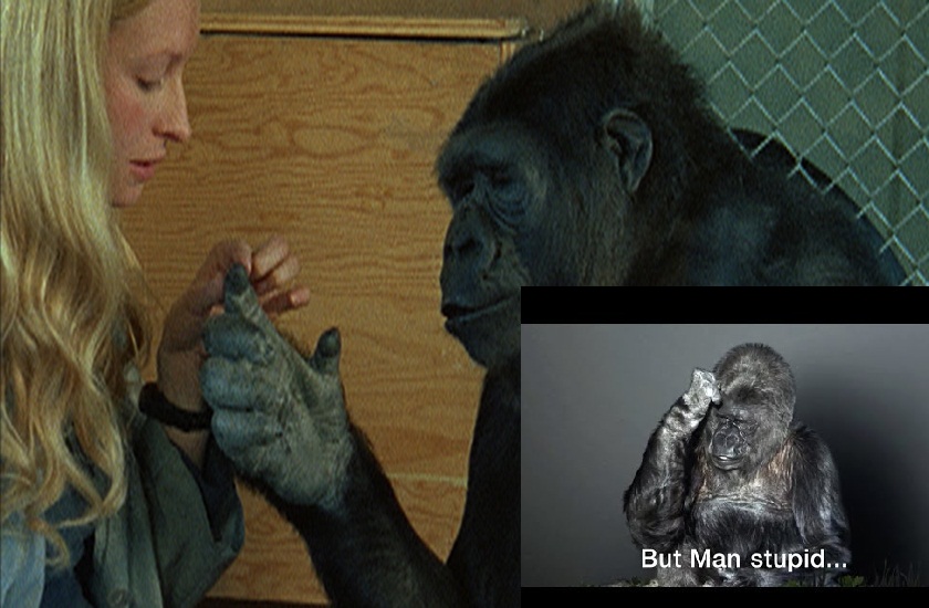 What Happened To Koko The Talking Gorilla