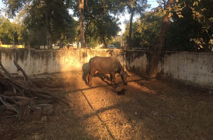 Drinking water pot, buffalo bathing in the dak bungalow