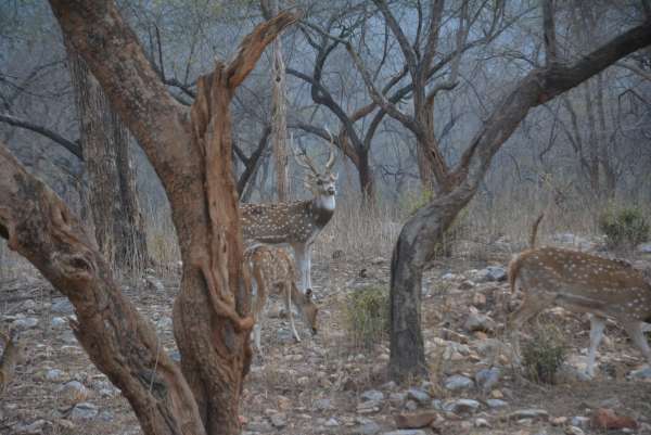 spotted deer in sariska century alwar