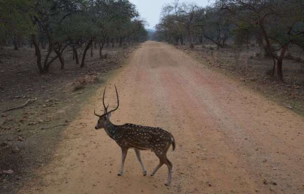 spotted deer in sariska century alwar