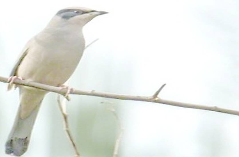 27 years later, rare bird Gray Hypocolius found in the Thar