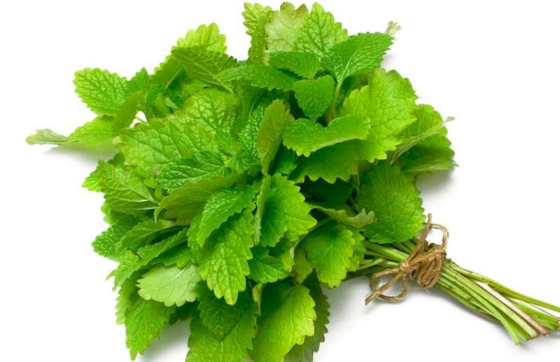 lemon balm leaf