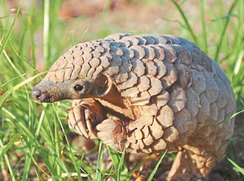 hunting of Pangolins in superstition