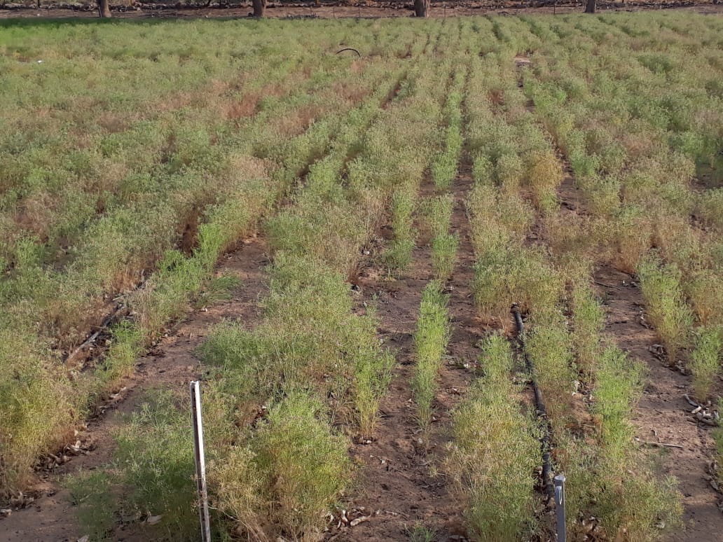 Seasonal shoots on cumin and fenugreek crop