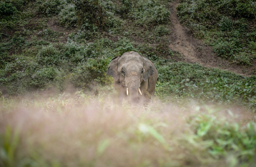 5 people killed by wild elephant in supaul bihar