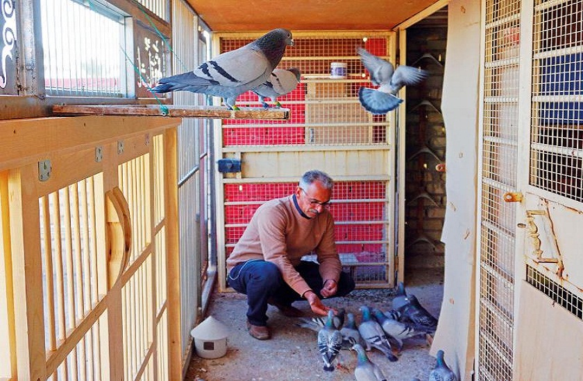 pigeon race famous in iraq