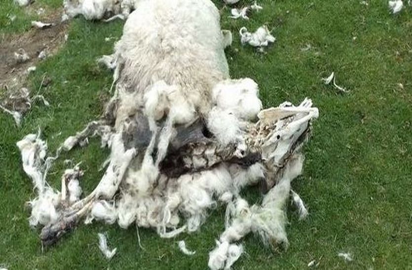 Attack of unknown wild animals, kill 14 sheep