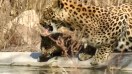 Leopard leela seen with two cubs in Jhalana