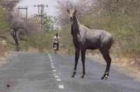 Nilgai attack kills farmer in bhilwara