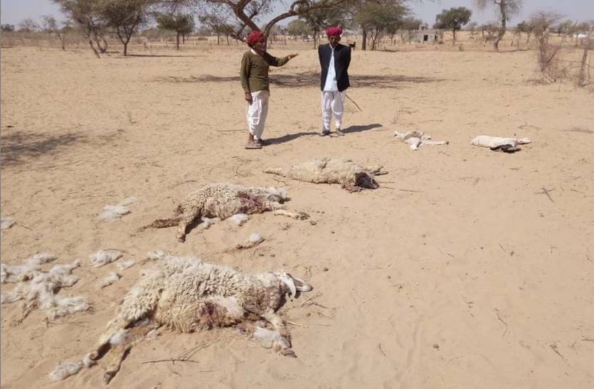 14 Sheep killed by unknown animals