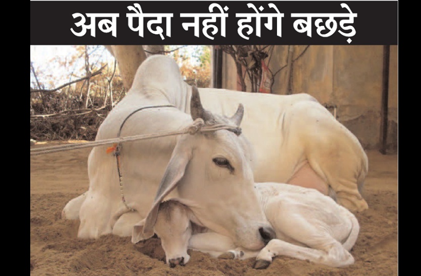 cows born only she Calf