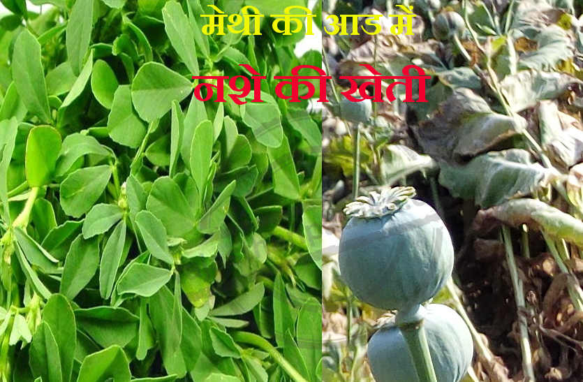 Drug cultivation in bhilwara