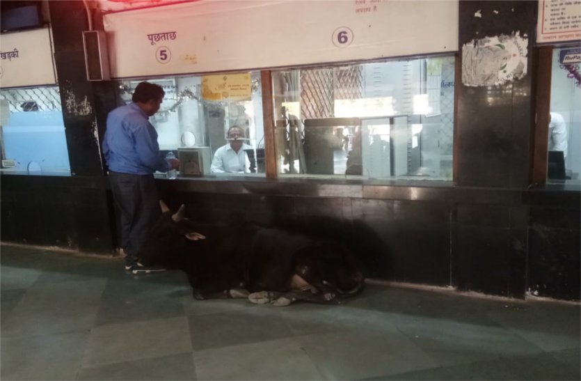Stray cattle roaming at railway station