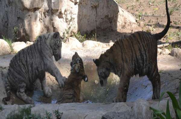 Gwalior zoo me baby tiger ka nominations Shiva durga sultan