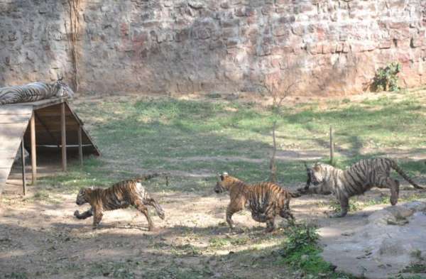 Gwalior zoo me baby tiger ka nominations Shiva durga sultan