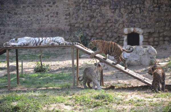 Gwalior zoo me baby tiger ka nominations Shiva durga sultan