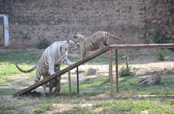 Gwalior zoo me baby tiger ka nominations Shiva durga sultan