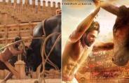 bramhan bull