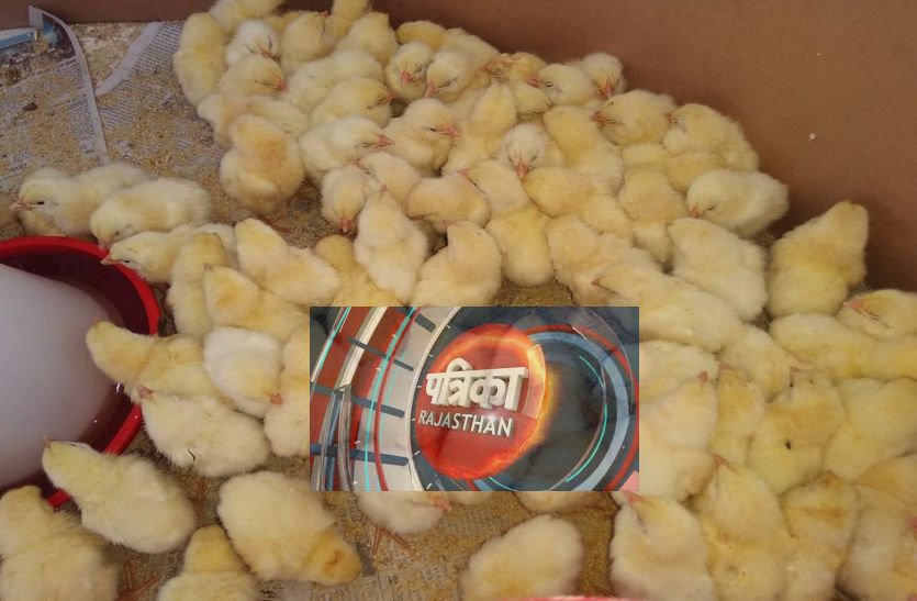 sirohi