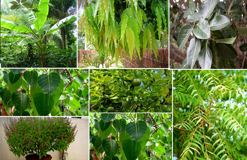 इन पेड़ों में भगवान करते है वास, शास्त्र में इनकी पूजा बताई गई है महत्वपूर्ण