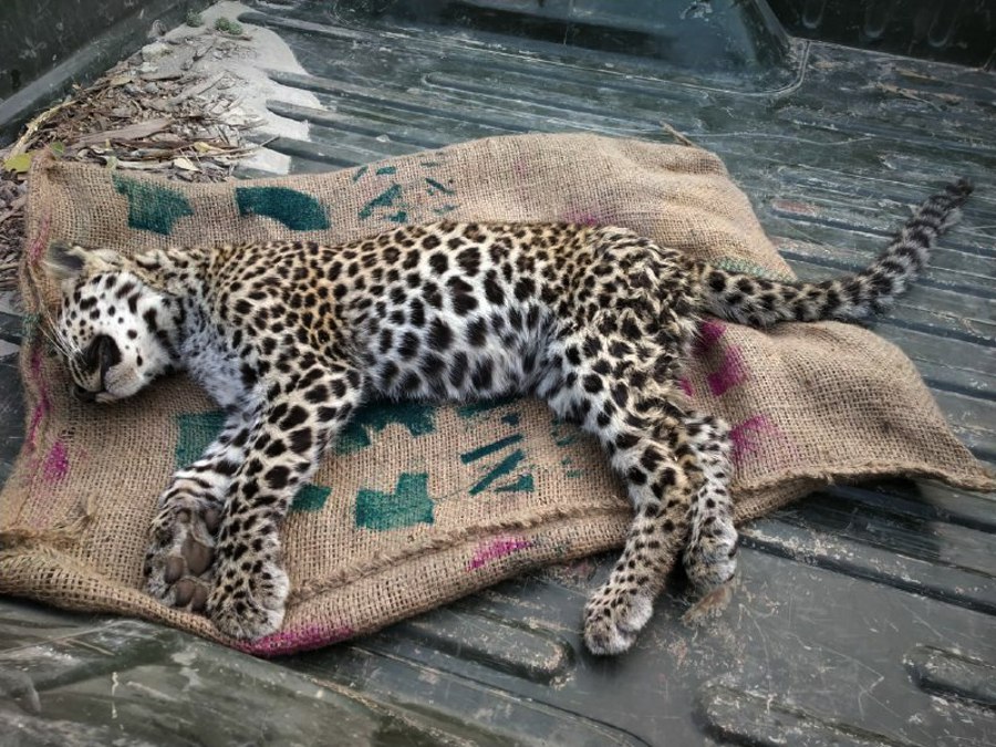Forest guard suspended on leopard's death, notice to deputy ranger
