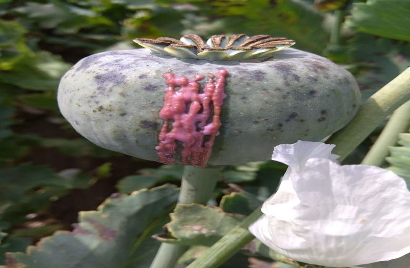 doda#jalore#opium#crimejalore