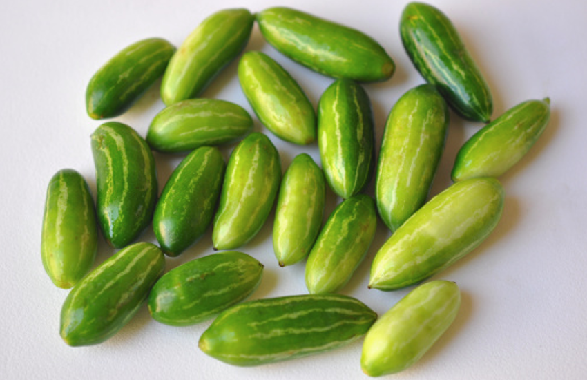 pointed gourd
