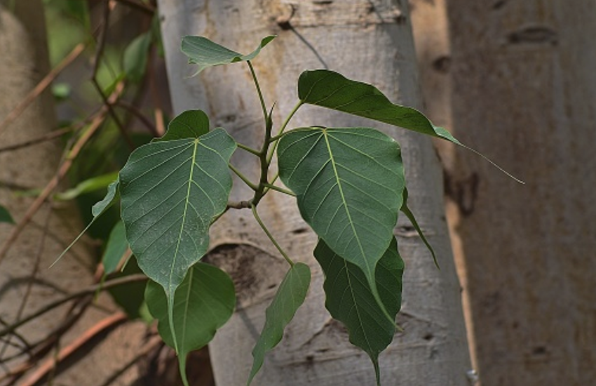 peepal tree