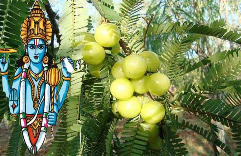 amalaki ekadashi 2019