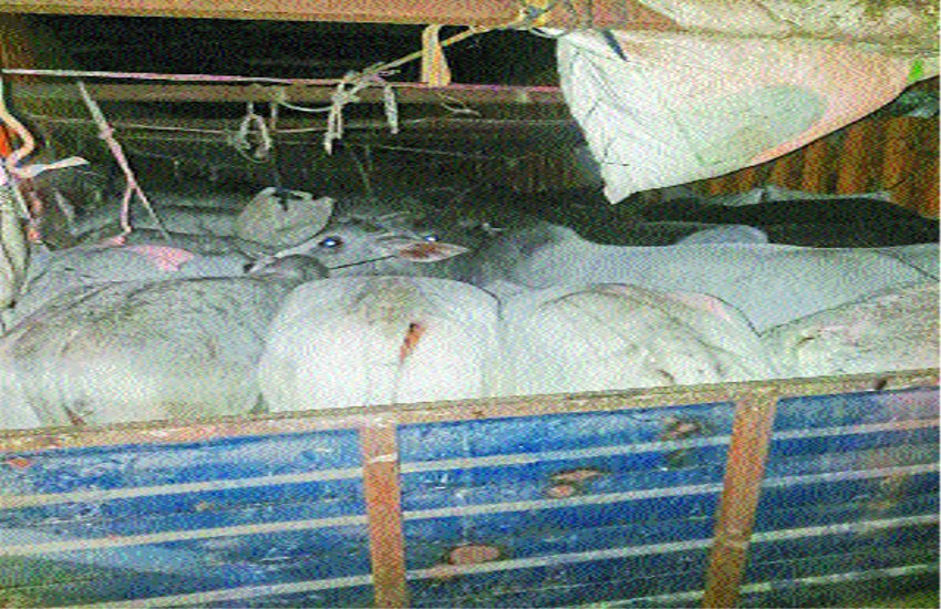 Police caught the smuggling of cows