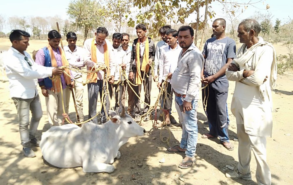 cow smuggler in panna district