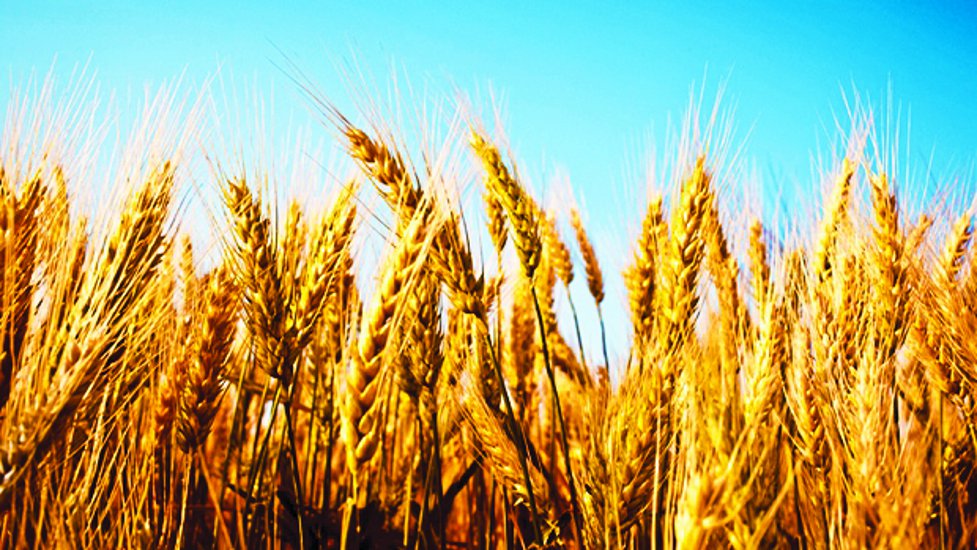 wheat production in madhya pradesh
