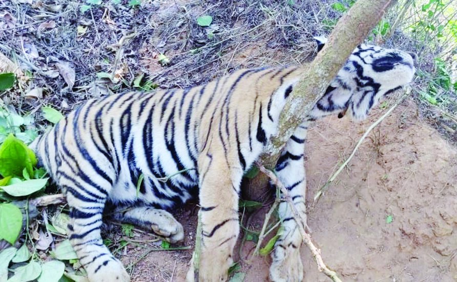बाघ की मौत का मामला: वन विभाग करेगा कार्रवाई