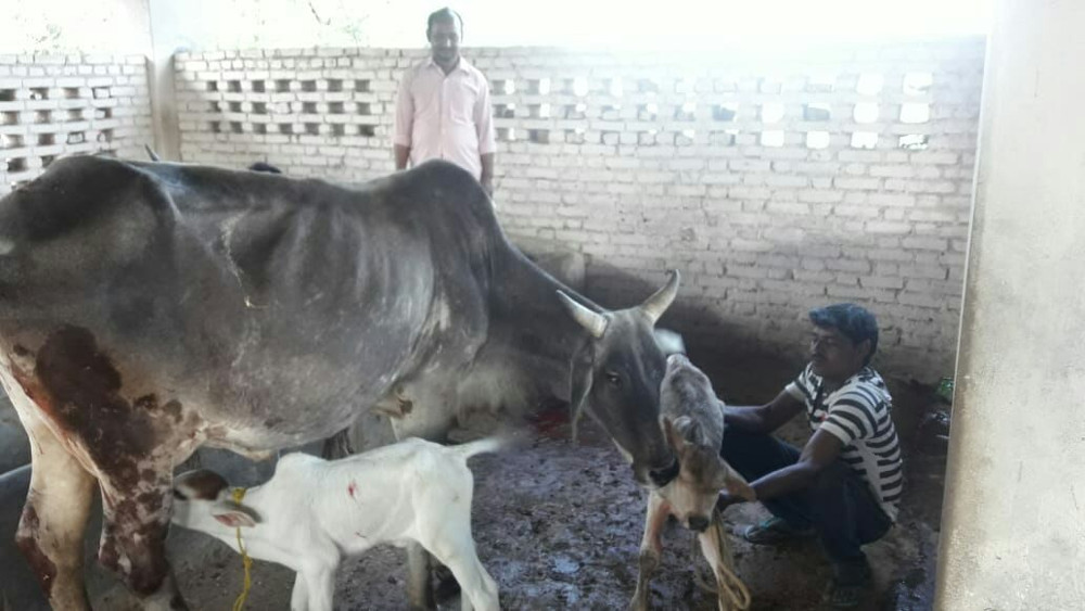 In eight days the cow has two calves, both healthy