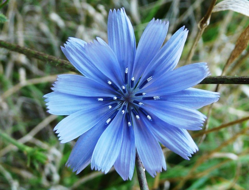 Chicory flower