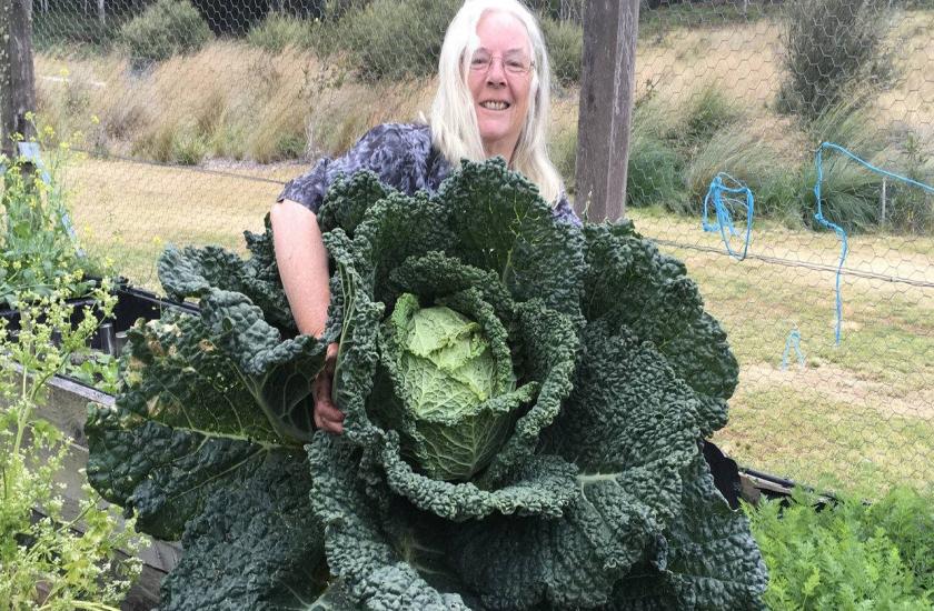 Giant cabbage 