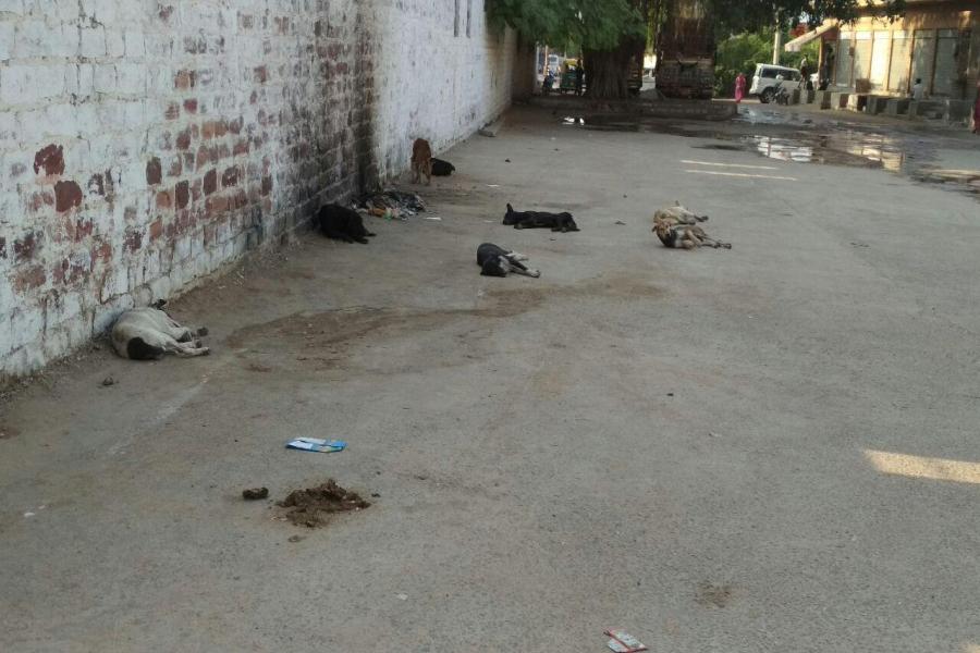 Dogs on pug-foot in Jodhpur, eating 20-30 people every day
