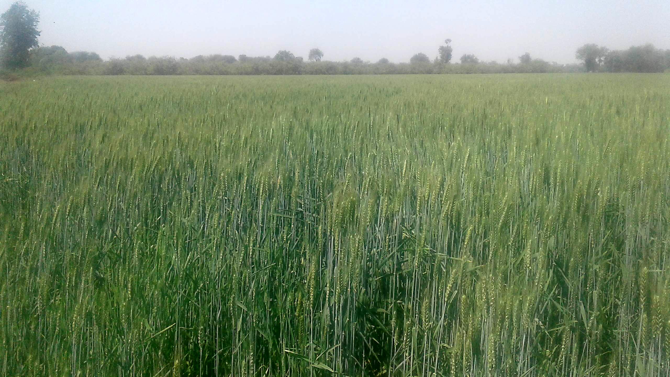 Purchase of wheat support price will start from Panchami