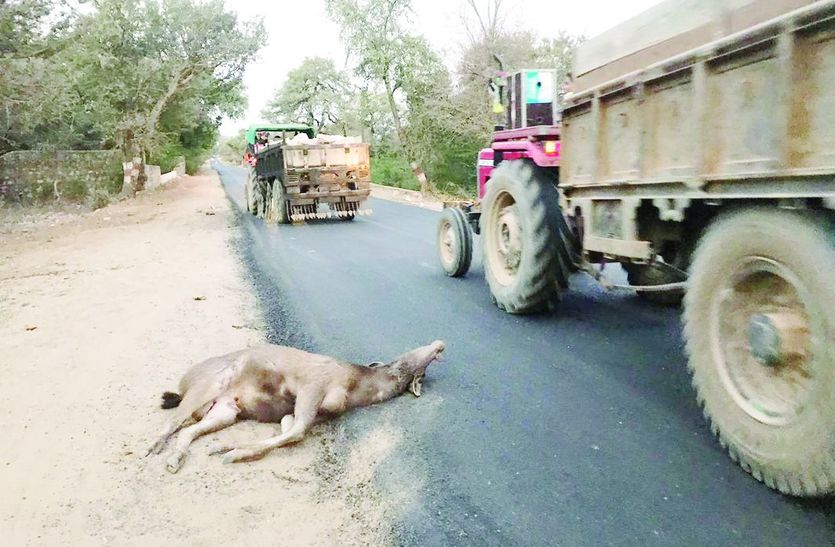 सांभर की मौत