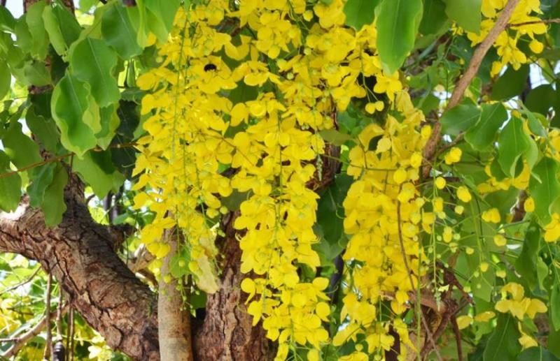 amaltas