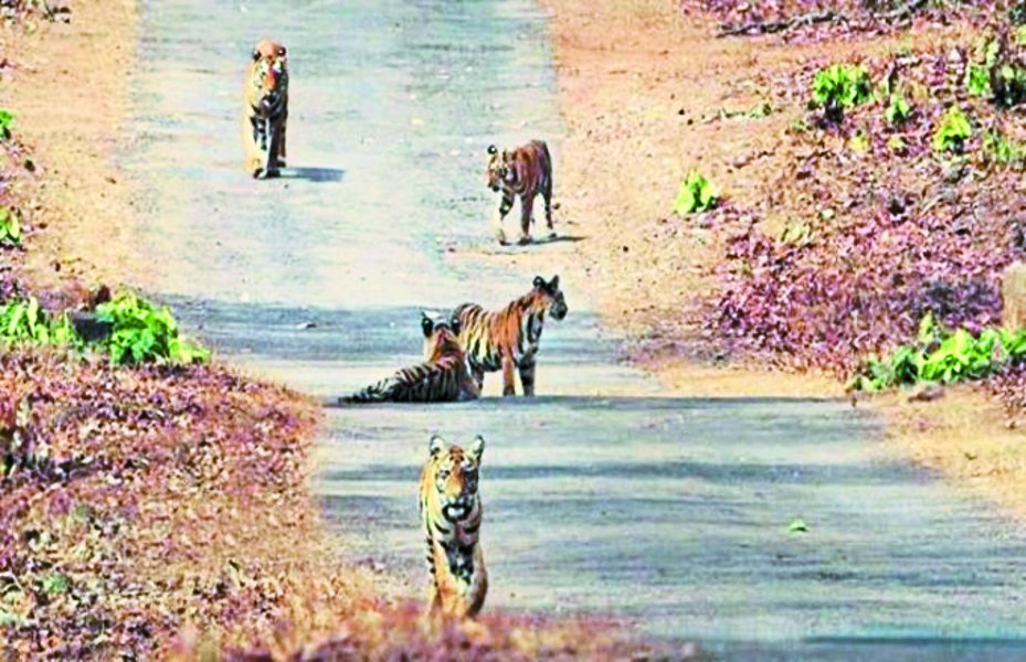 Five tigers of Panna in Ranipur Reserve