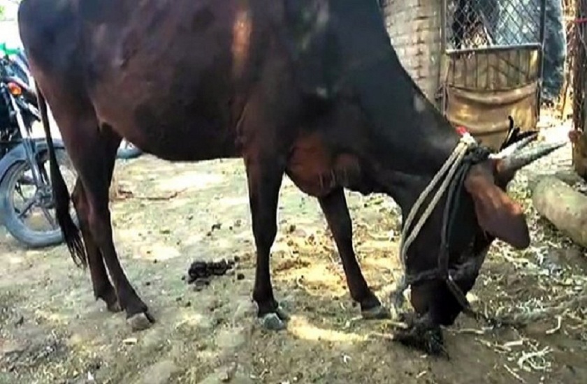 Cow eats chicken in maharashtra